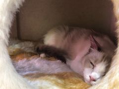 -藏猫猫咖啡主题馆(中央大道店)