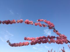 -大兴滨河森林公园