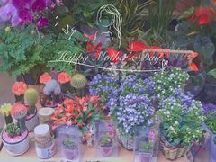 -循礼门鲜花花市(武汉循礼门店)