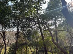 -镇江市南山风景名胜区竹林景区