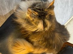 -猫小院猫主题餐厅(南锣旗舰店)