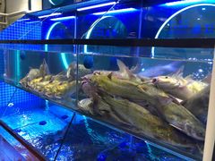 水产区-鱼酷活鱼烤鱼(恒隆广场店)
