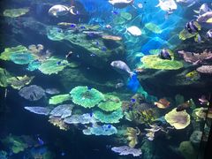 -暹罗海洋世界