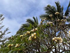 -三亚亚龙湾金棕榈度假酒店