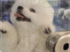 -FAELING PETS美天灵宠物(富力广场店)
