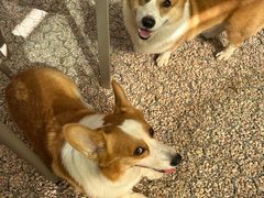 -爪吧宠物乐园 (温榆河示范区店)