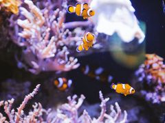 -南昌海洋公园