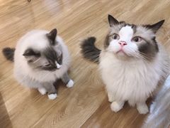 -滚猫咖啡·猫咖·猫友好撸猫(未来城店)
