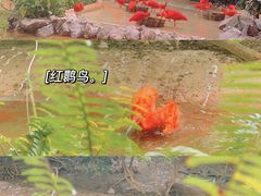 -广州长隆飞鸟乐园