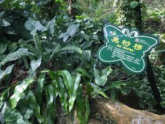 -呀诺达热带雨林