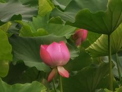 -龙头寺公园
