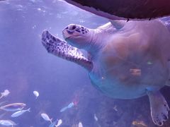 -太平洋海底世界