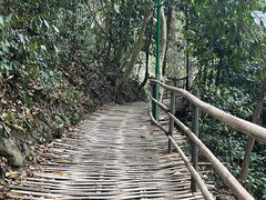 -西双版纳原始森林公园