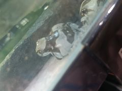 -酷以爬仙阁实体爬宠店·守宫·蜥蜴·专业繁育