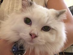 -滚猫咖啡·猫咖·猫友好撸猫(未来城店)