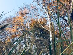 -昆山城市生态森林公园