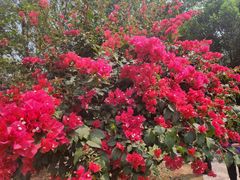 -中国科学院西双版纳热带植物园