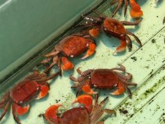 -循礼门鲜花花市(武汉循礼门店)