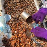 我在柬埔寨吃的各种虫子