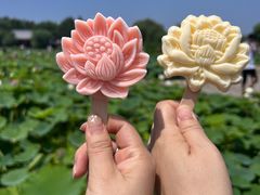 -荷花大观园