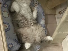 -瑞派·关忠动物医院·猫专科·犬专科(三环新城店)