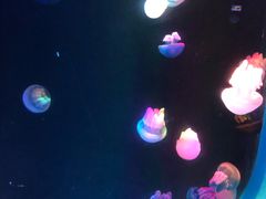 -锦艺城海洋馆