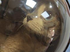 -中农大我爱我爱24h动物医院·中医针灸·猫专科·骨科医疗中心(双井店)