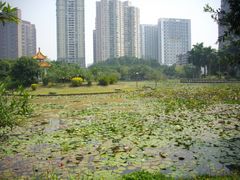 东湖，莲花-四海公园(南山区)