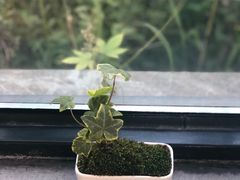 -北马山庄植趣咖啡