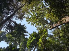 -西双版纳原始森林公园