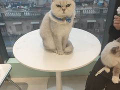 -怪兽屋·羊驼·猫咖·狗咖(俊华广场店)