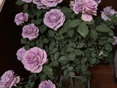 -龙大花卉苗木市场