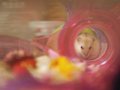 -钓仓鼠(洋桥北里小区店)