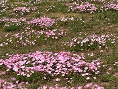 -汉长安城未央宫国家考古遗址公园