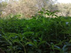 -美丽南方·老木棉匠园·团建烧烤·烤全羊