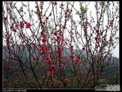 -南国桃园旅游度假区