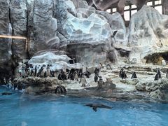 -帝企鹅自助餐厅•儿童岛•真企鹅(长隆企鹅酒店)