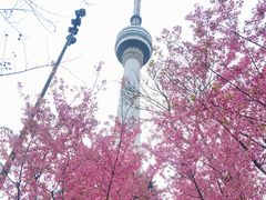 -龟山风景区-龟山电视塔