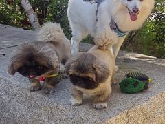 -宠福鑫康馨动物医院·骨科·眼科