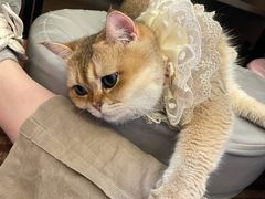 -MOCHA明星猫咖(田子坊店)