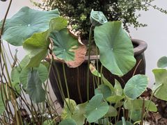 -青桃餐厅