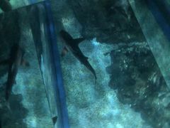 -暹罗海洋世界