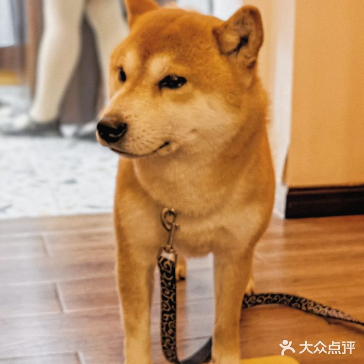 有被这家甜品🍰店的🐶🐶可爱到‼️‼️‼️