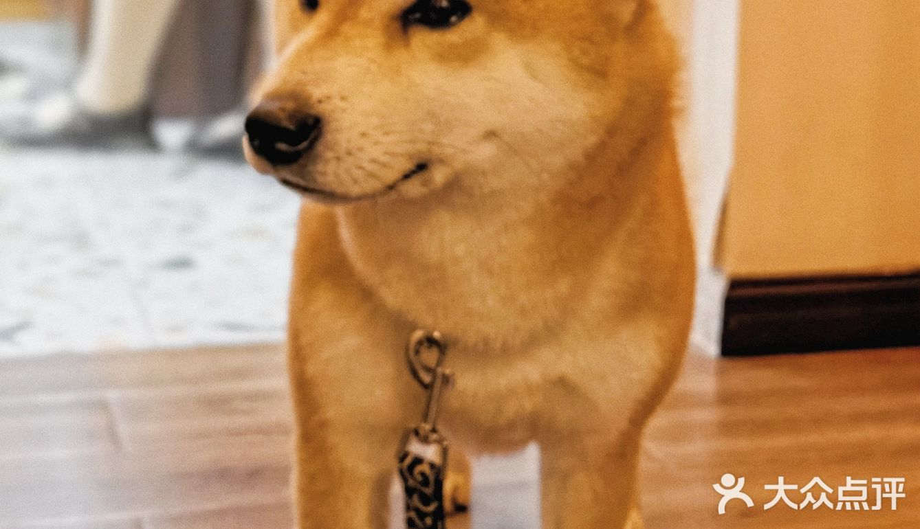 有被这家甜品🍰店的🐶🐶可爱到‼️‼️‼️