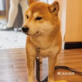 有被这家甜品🍰店的🐶🐶可爱到‼️‼️‼️