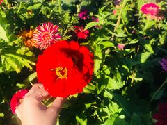 -莲花山花海