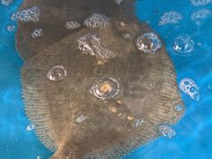 -王大厨·海鲜·家常菜