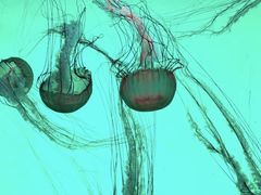 -沈阳海洋探索中心