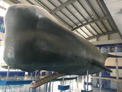 -上海海洋大学鱼文化博物馆(军工路校区)