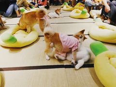 -逗柴咖啡屋·狗咖猫咖宠物桌游